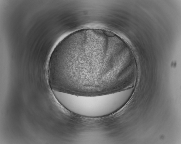 X0000099491248200805221331