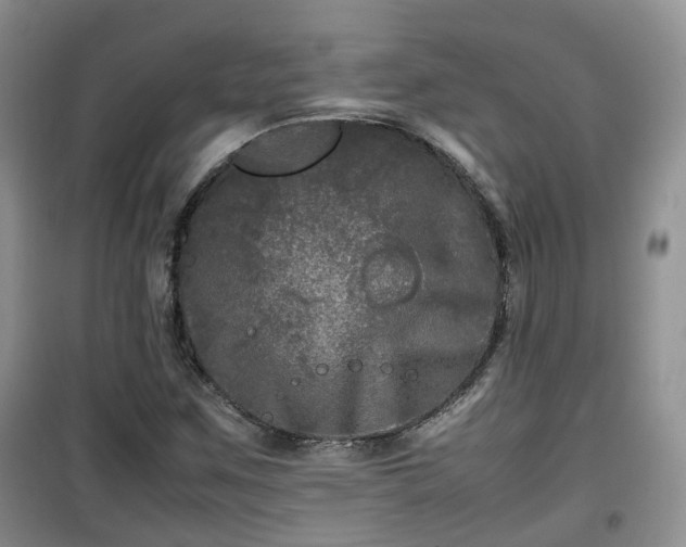 X0000099491259200805221330