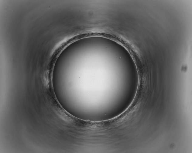 X0000099491262200805221330