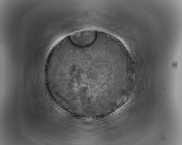X0000099491263200805221330