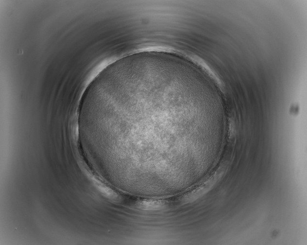 X0000099491274200805221329