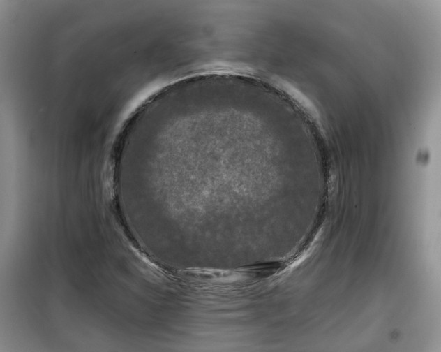 X0000099491310200805221329