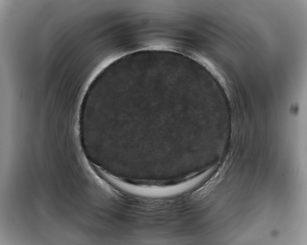 X0000099491331200805221329