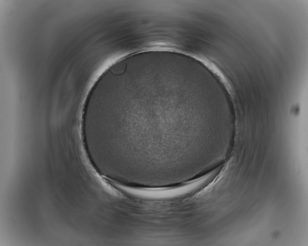 X0000099491333200805221329