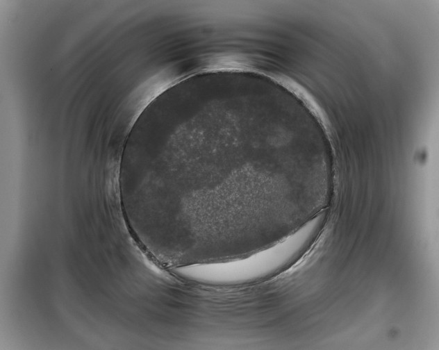 X0000099491337200805221329