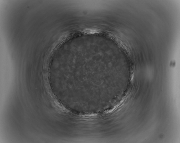 X0000099491393200805221327