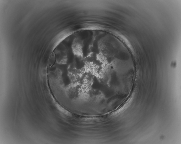 X0000099491425200805221327