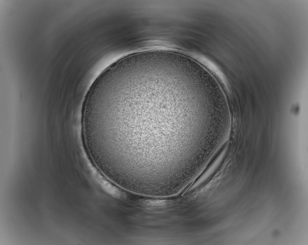 X0000099491431200805221327