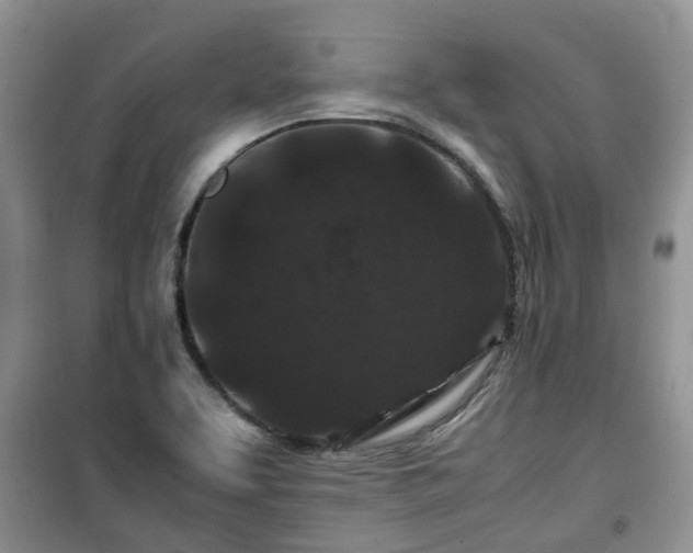 X0000099491463200805221326