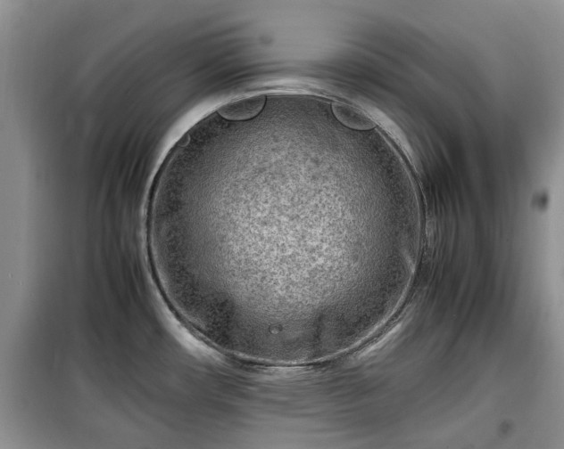 X0000099491482200805221326