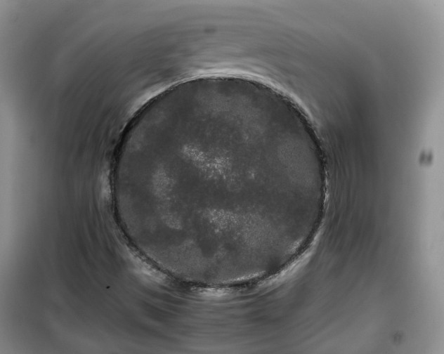 X0000099491497200805221326