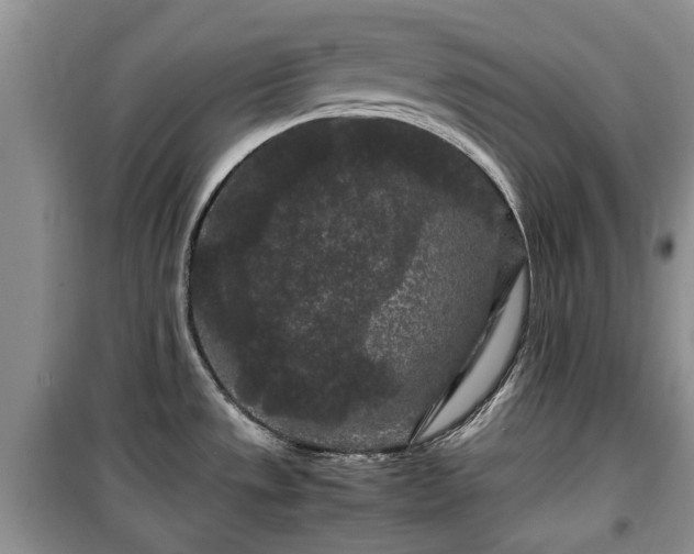 X0000099491533200805221326