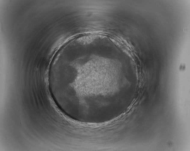 X0000099490002200805291116