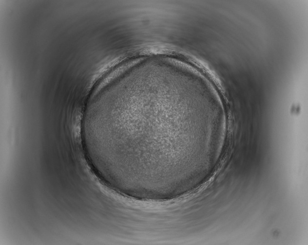 X0000099490010200805291116