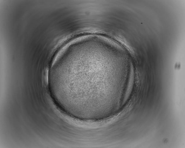 X0000099490014200805291116