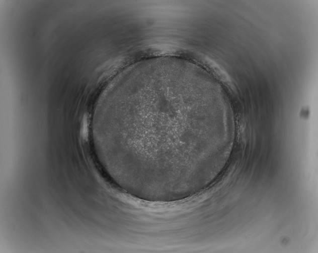 X0000099490026200805291116