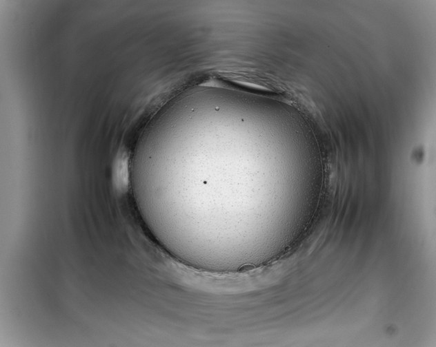 X0000099490042200805291116