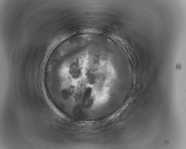 X0000099490049200805291115