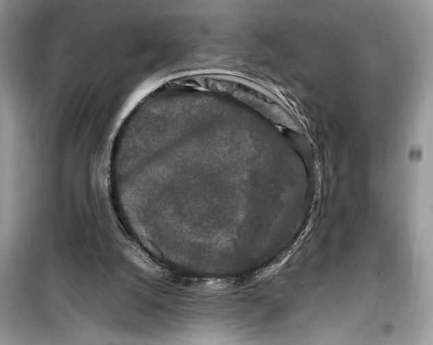 X0000099490056200805291115