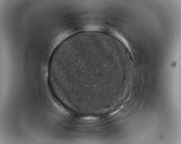 X0000099490059200805291115