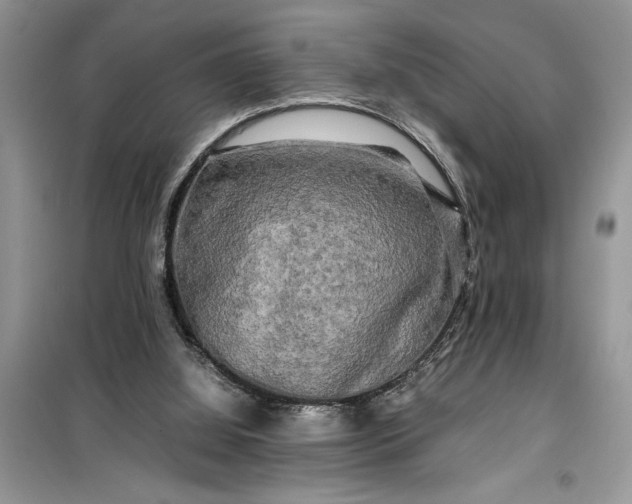 X0000099490060200805291115