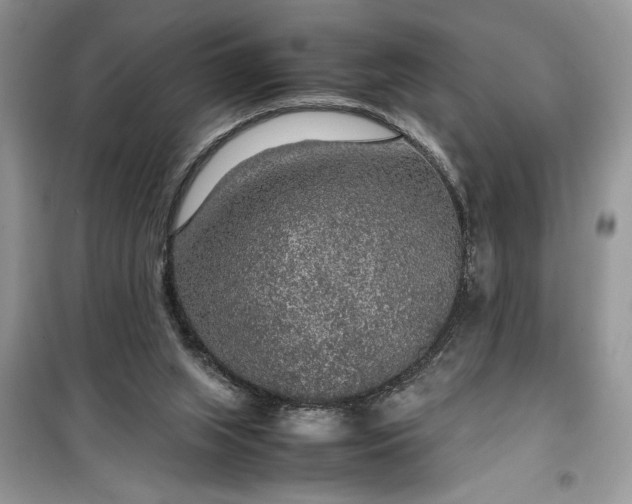 X0000099490063200805291115