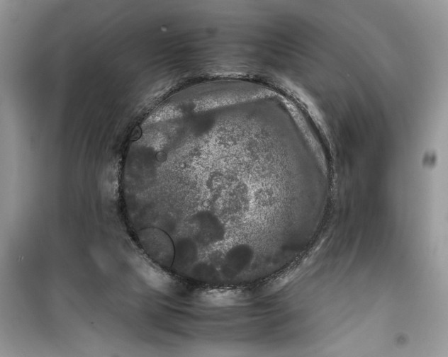 X0000099490065200805291115