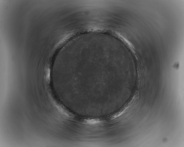 X0000099490067200805291115