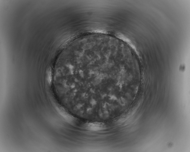 X0000099490069200805291115