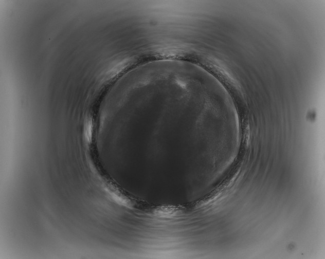 X0000099490076200805291115