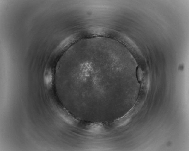 X0000099490124200805291115