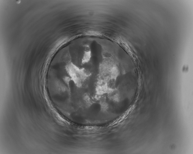 X0000099490145200805291114