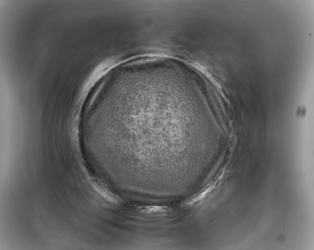 X0000099490151200805291114