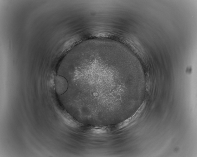 X0000099490175200805291114