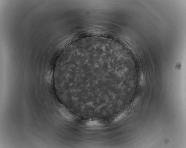 X0000099490177200805291114