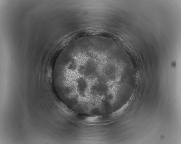 X0000099490178200805291114