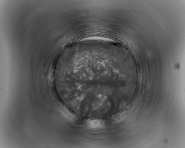 X0000099490181200805291114