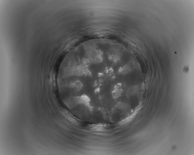 X0000099490182200805291114