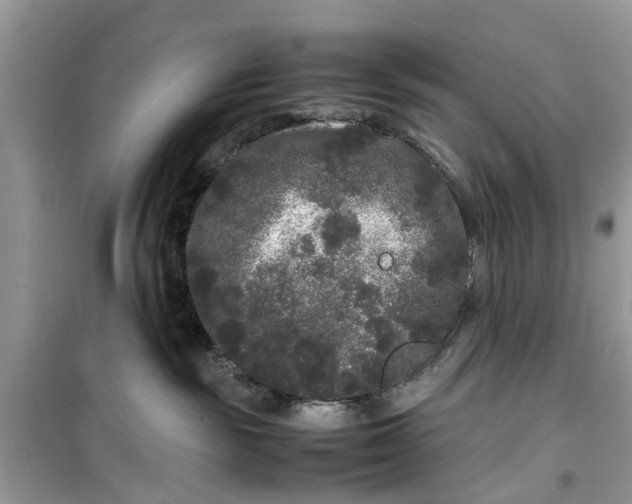 X0000099490189200805291114