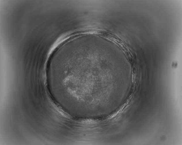 X0000099490198200805291114