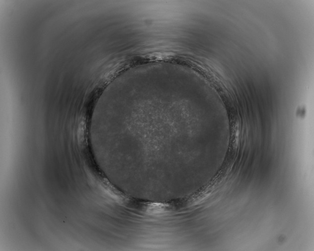 X0000099490222200805291113