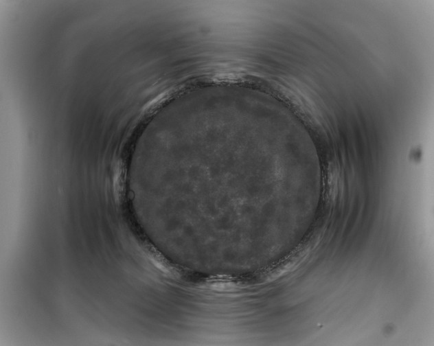 X0000099490228200805291113