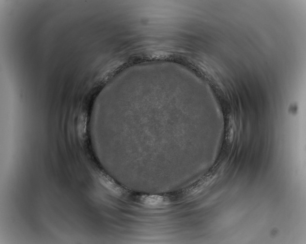 X0000099490230200805291113