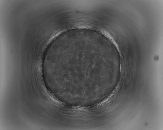 X0000099490249200805291113