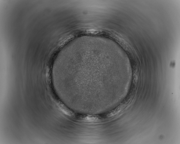 X0000099490270200805291113