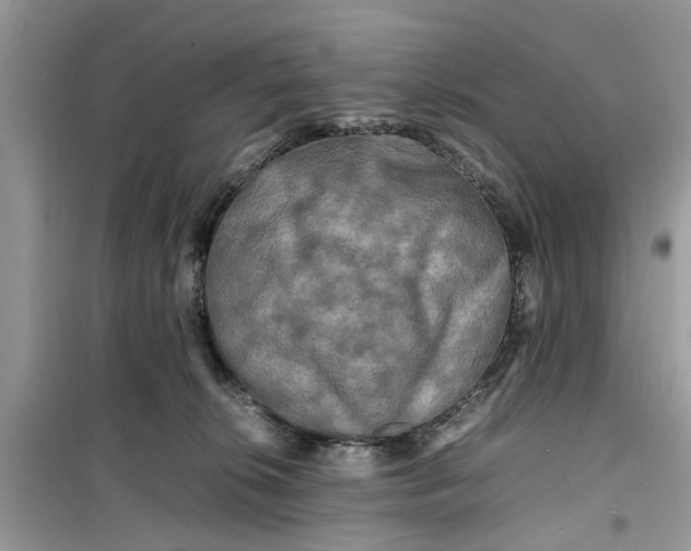 X0000099490276200805291113