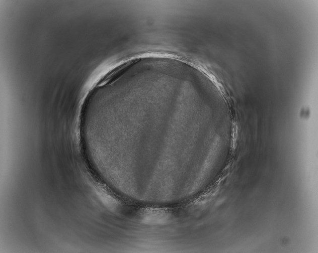 X0000099490296200805291112