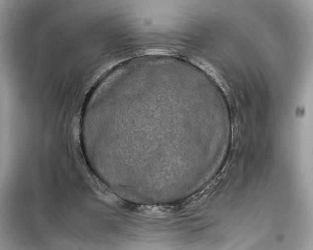 X0000099490297200805291112