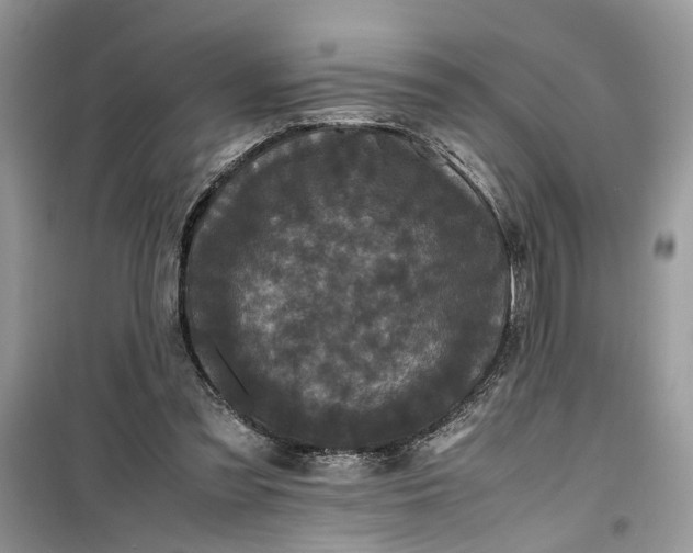 X0000099490301200805291112