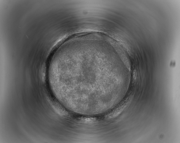 X0000099490304200805291112